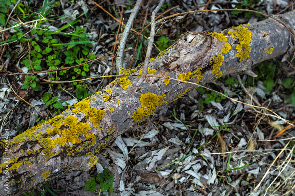 Obraz premium Fallen Tree