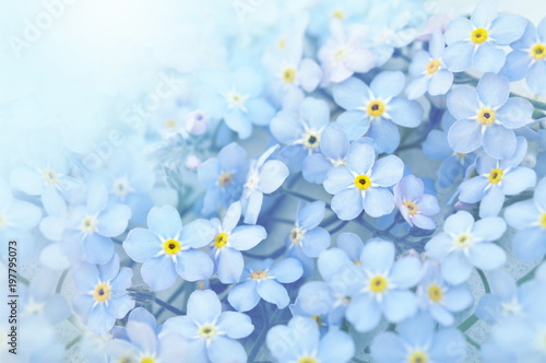 Spring blue forget-me-nots flowers posy, pastel background, selective focus, toned floral card