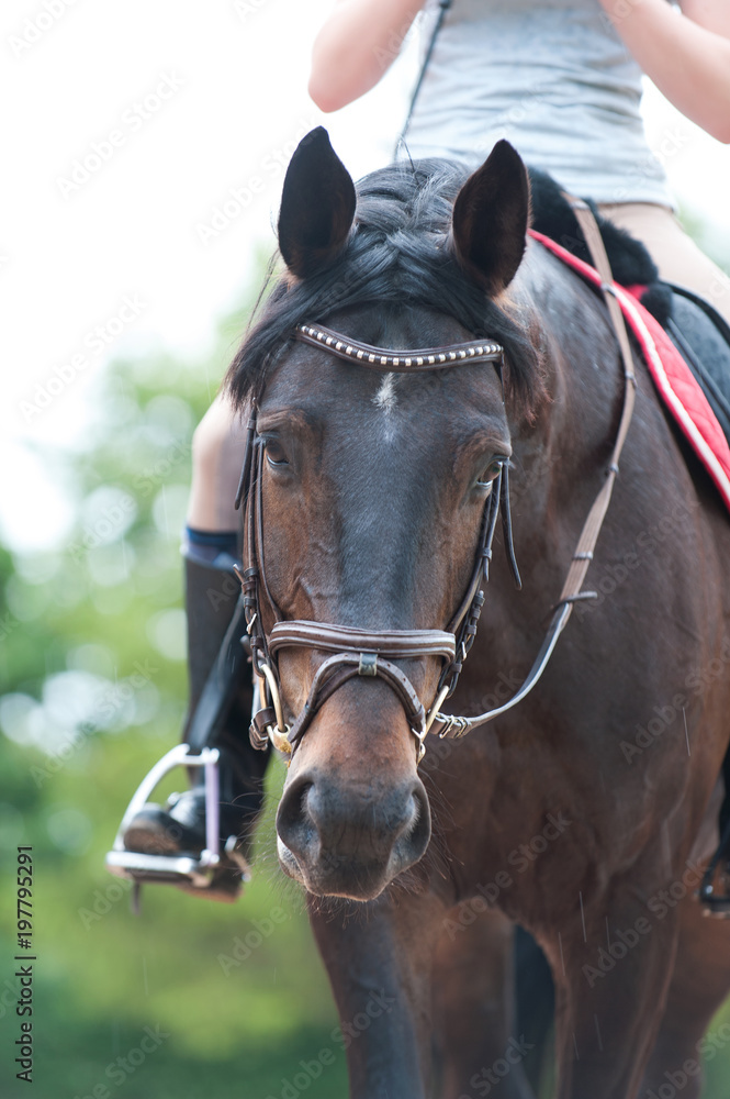 Obraz premium Portrait of thoroughbred brown horse in bridle at training