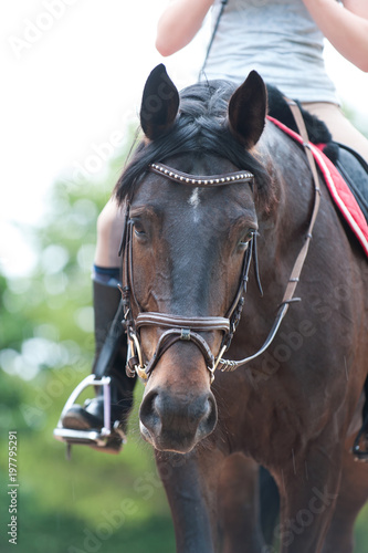Portrait of thoroughbred brown horse in bridle at training