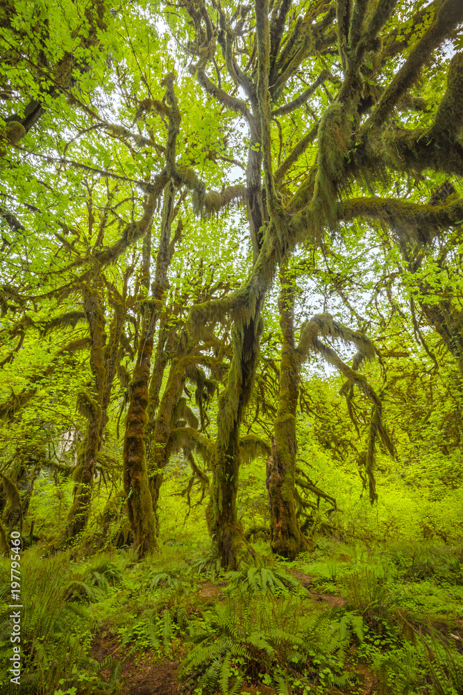 Hoh rainforest in Olympic National Park Hoh rainforest in Olympic National Park