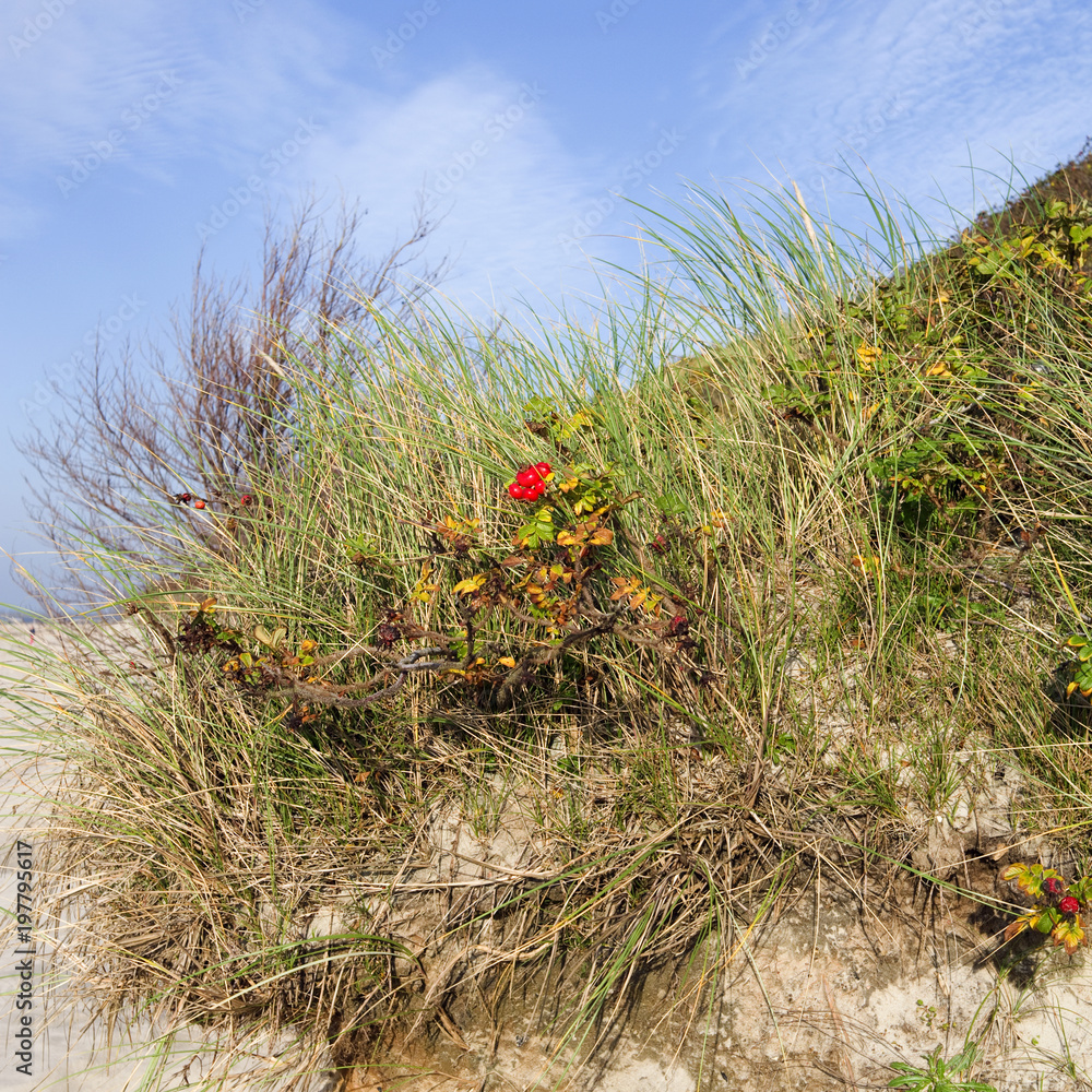 Foehr / Germany: Bare little tree, beach grass and beach rose with red hips  at the edge of an eroded dune near Utersum in autumn Stock Photo | Adobe  Stock