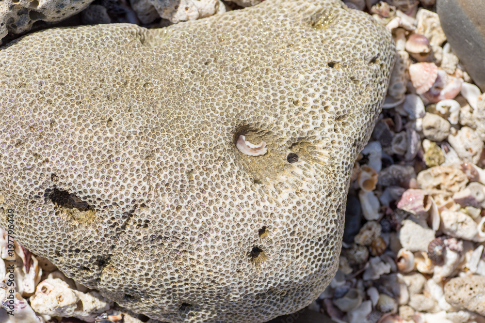 Obraz premium 浜辺の造形珊瑚礁のかけら