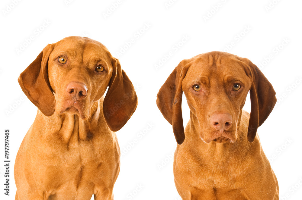 Zwei Magyar Vizsla isoliert auf weißem Hintergrund Zwei Magyar Vizsla isoliert auf weißem Hintergrund