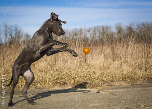 A great Dane puppy stands on its hind legs trying to catch an orange ball in mid air