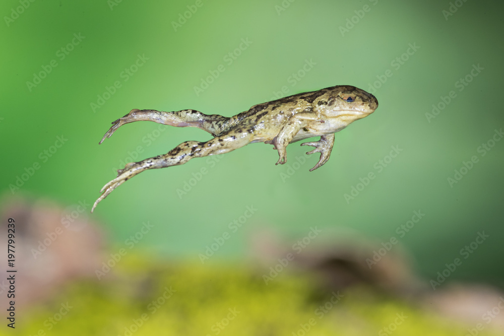 Naklejka premium Pelobate fosco