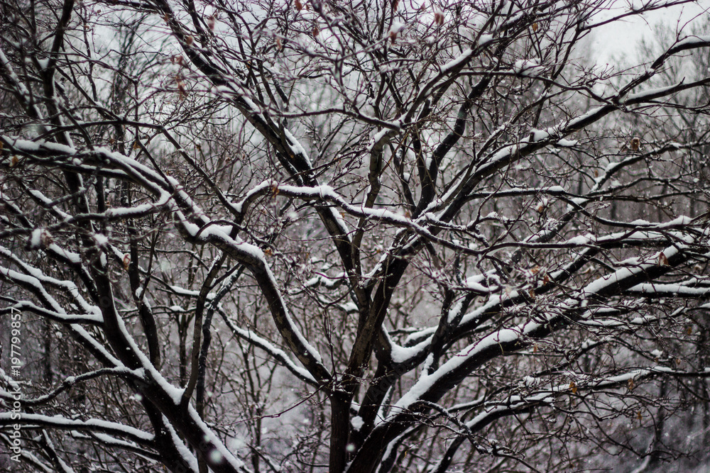 Snowy tree branches Snowy tree branches
