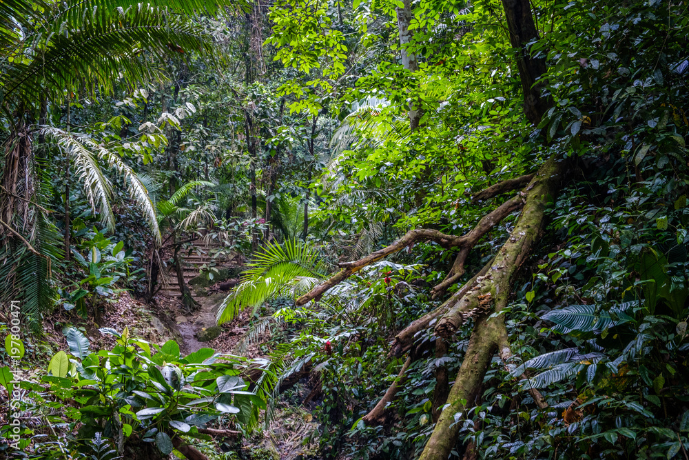 Naklejka premium wewnątrz dżungli / lasu deszczowego