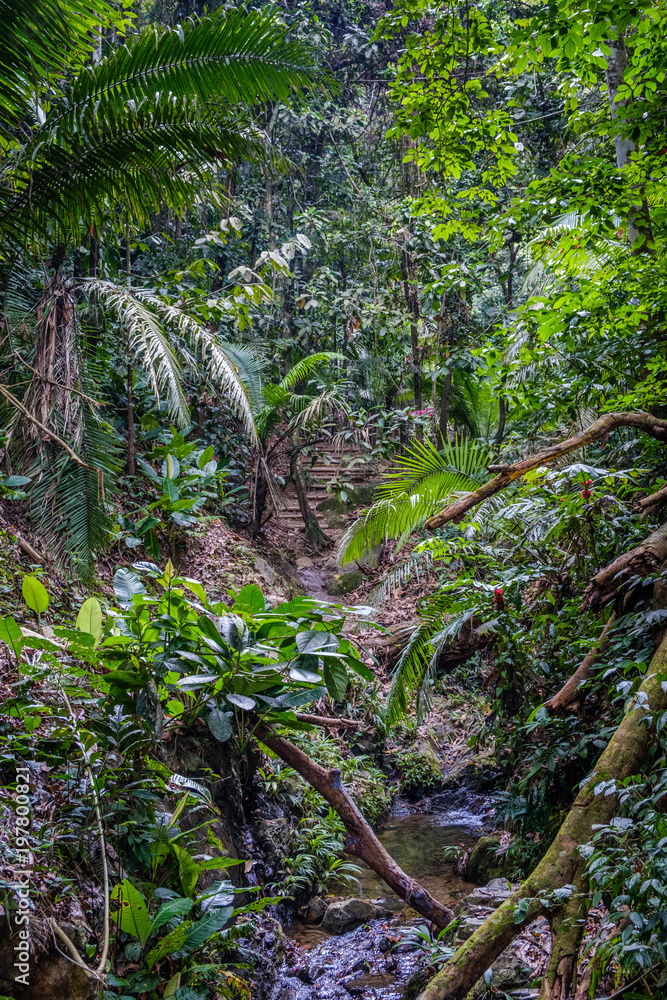 Fototapeta premium inside jungle forest / rainforest landscape