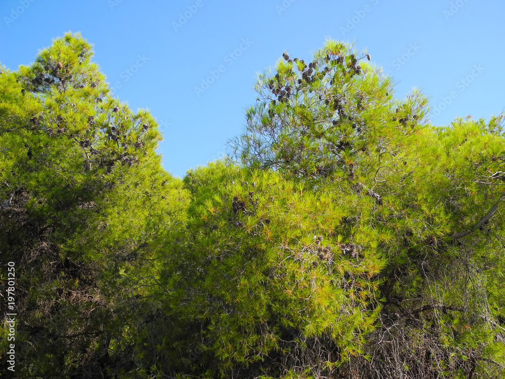 Pine trees with cones on background of beautiful blue summer sky on Poros island in Greece Pine trees with cones on background of beautiful blue summer sky on Poros island in Greece