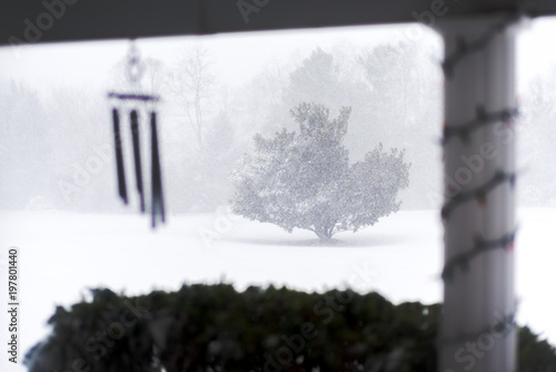 Wallpaper Mural Magnolia tree in the snow Torontodigital.ca