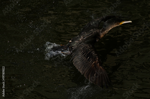 cormorant - it swims well and dives, plumage is not waterproof, beautiful bird