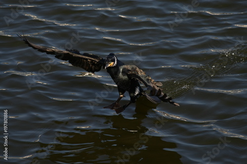 cormorant - it swims well and dives, plumage is not waterproof, beautiful bird