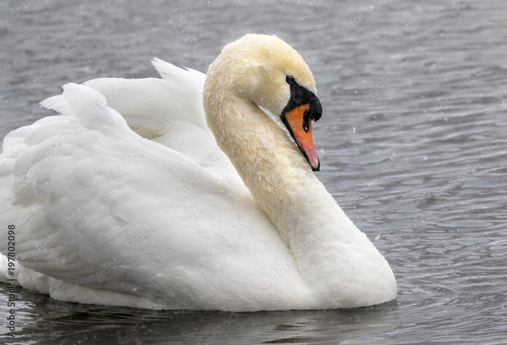 Mute swan (Cygnus olor) under snowfall, Ames, Iowa, USA Mute swan (Cygnus olor) under snowfall, Ames, Iowa, USA