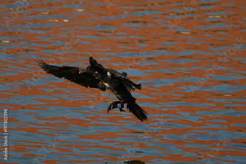 cormorant - it swims well and dives, plumage is not waterproof, beautiful bird