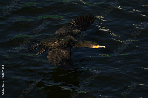 cormorant - it swims well and dives, plumage is not waterproof, beautiful bird