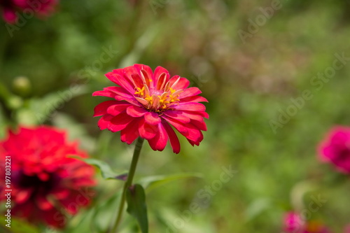 beautiful red flower in the garden with copy space.