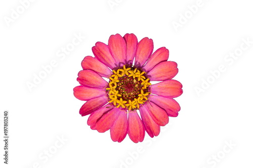 red flower isolated on white background Top view.