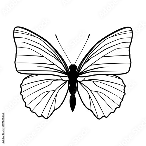 Butterfly stencil by hand drawing – stock vector