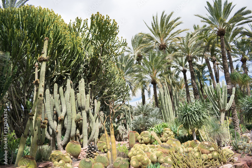 Fototapeta premium Palmeras en cielo abierto