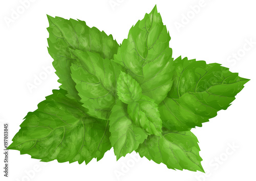 mint leaves isolated
