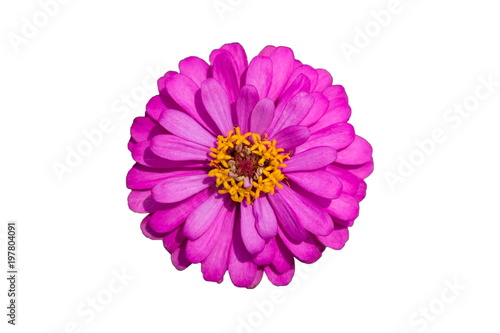 beautiful purple flower isolated on white background,top view. © abimagestudio