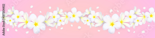 Vector seamless frangipani flowers horizontal border with flying petals on pink background © art_of_sun