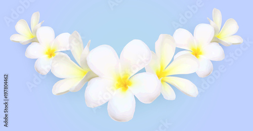 White frangipani flowers vector border on blue background