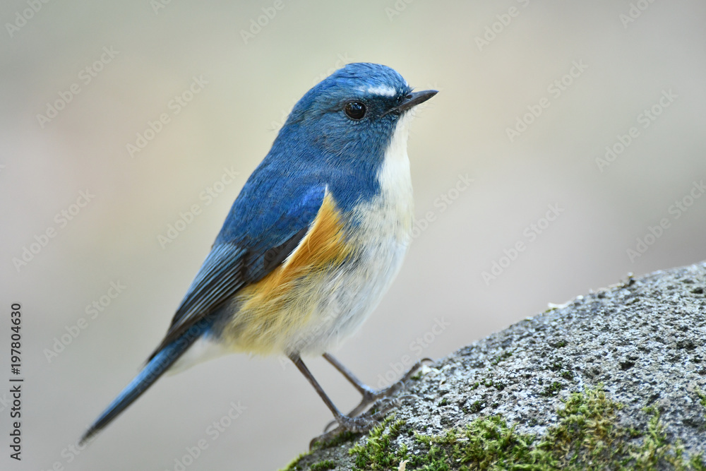 岩の上のルリビタキ