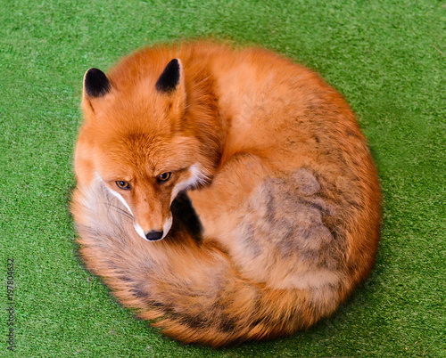 Fotografie Red fox curled up in green backgrownd