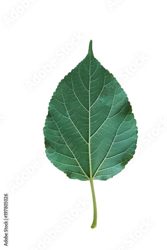 green leaf isolated on white background.