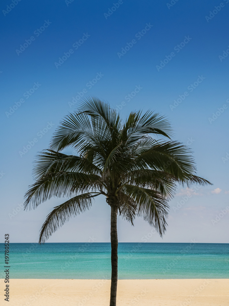 Palm tree Beach
