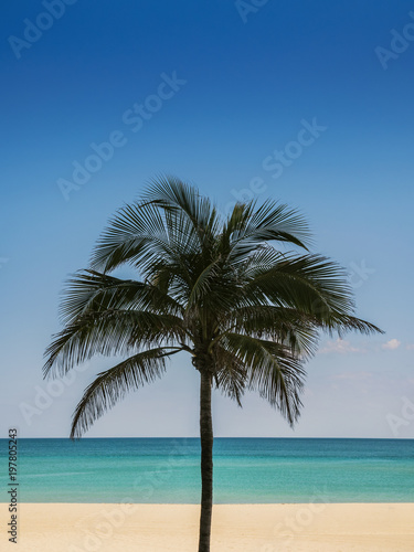 Fototapeta Naklejka Na Ścianę i Meble -  Palm tree Beach