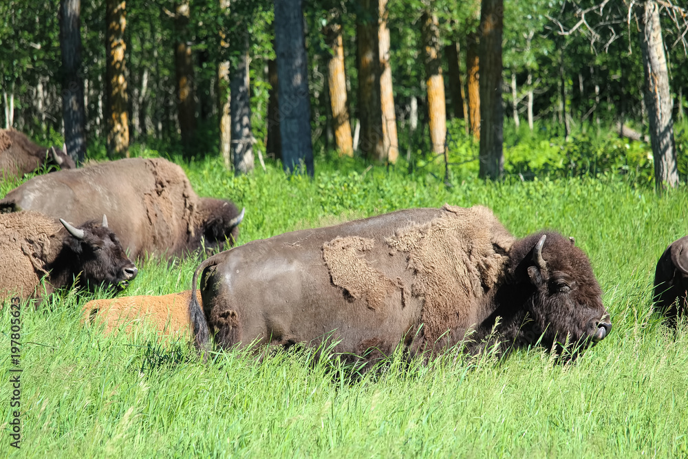 A buffalo and young calf walk through tall grass