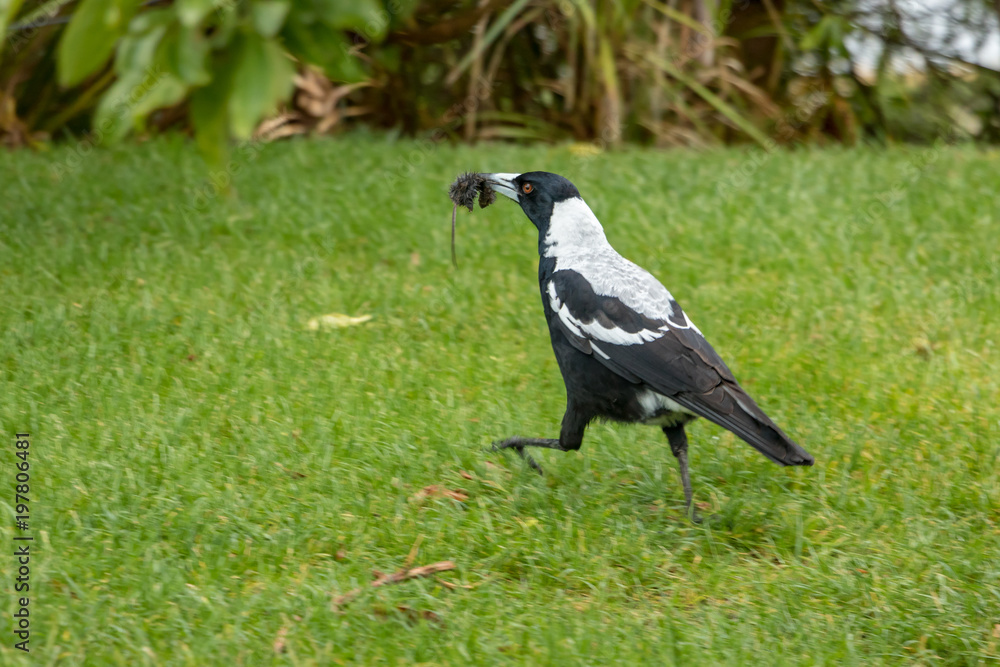 Fototapeta premium Australian Magpie Hunts And Eats Small Mouse 