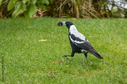 Australian Magpie Hunts And Eats Small Mouse 