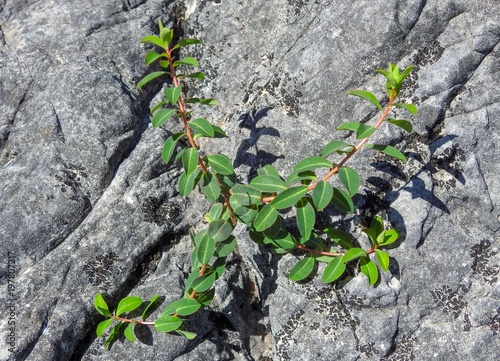 Euphorbia (Euphorbia clementei) photo