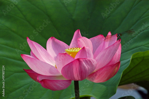 Valokuva Lotus Flower