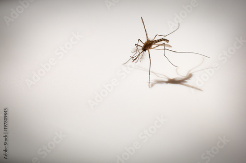 macro shot of mosquito, carrier of dengue fever, selective focus with dramatic shadow on white background