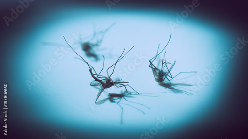 macro shot of dead mosquito, carrier of dengue fever, selective focus with dramatic shadow, blue tone with vignette