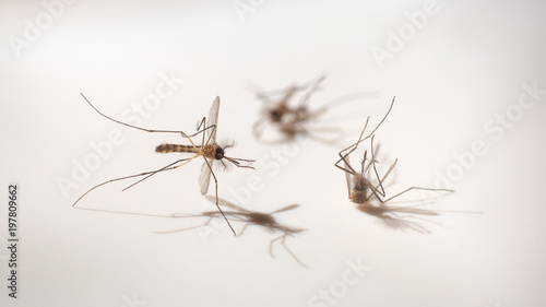 macro shot of dead mosquito, carrier of dengue fever, selective focus with dramatic shadow on white background