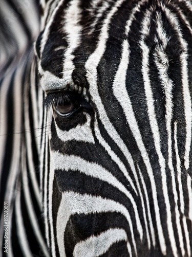 Zebra's Face & Eye Close-Up