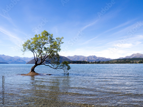 The Lonely tree of Lake Wanaka, South Island, New Zealand with Buchanan Peaks as the Backdrop photo