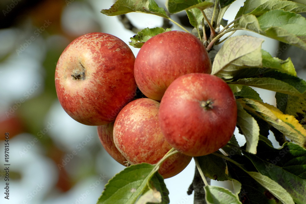 Pommes à cidre accrochées aux branches de l'arbre et feuilles vertes, Normandie Pommes à cidre accrochées aux branches de l'arbre et feuilles vertes, Normandie