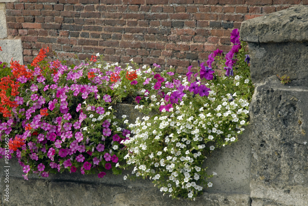 Fototapeta premium Bordure fleurie mauve, blanche et rouge