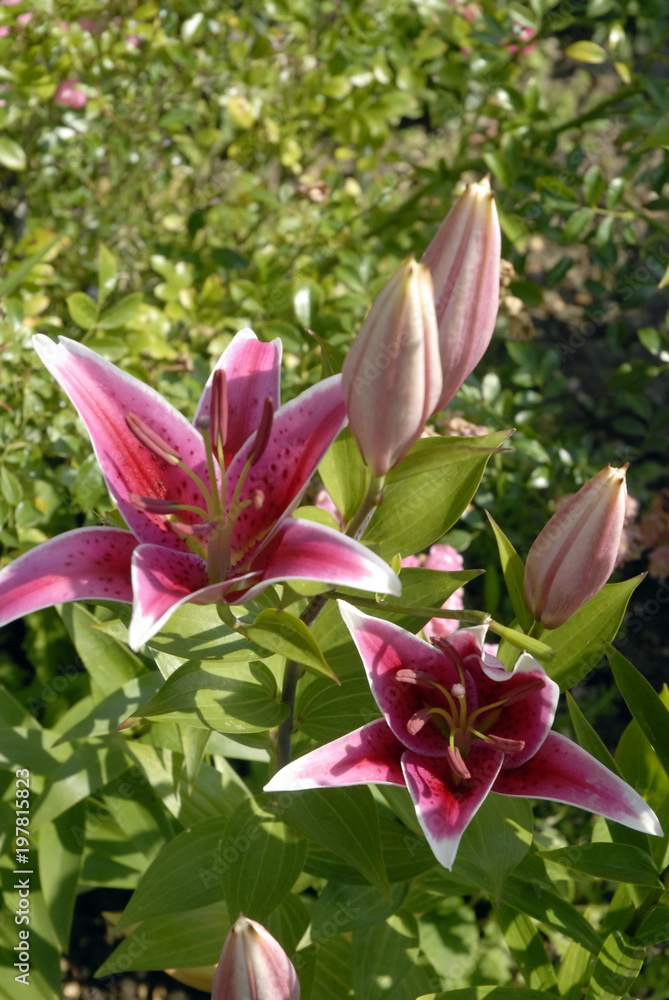 Obraz premium Lys roses en massif