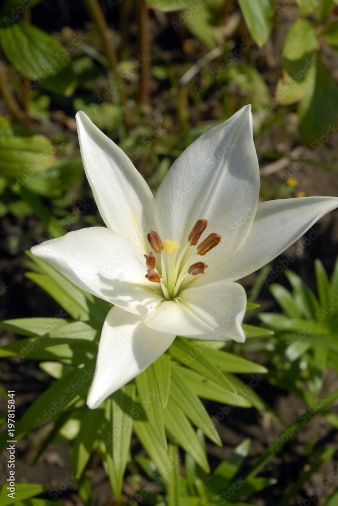 Lys blanc et pistils Lys blanc et pistils