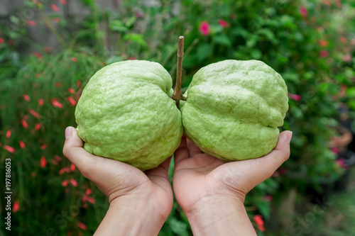 Fresh guava fruit on hand , in green background.