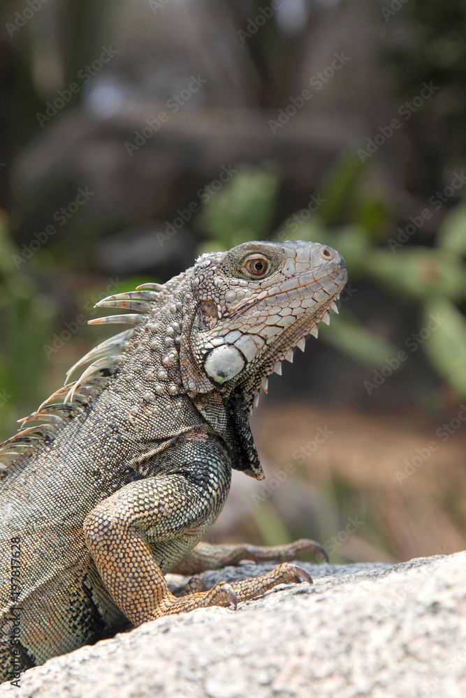 Iguana sitting on a rock in the countryside, Aruba, Caribbean. Iguana sitting on a rock in the countryside, Aruba, Caribbean.