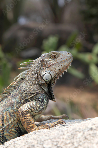 Iguana sitting on a rock in the countryside, Aruba, Caribbean. © lisastrachan